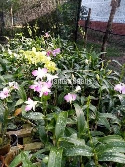 Dendrobium Orchid 450