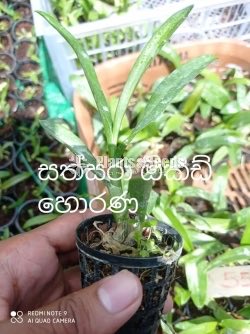 Deshiya Dendrobium with Net Pot