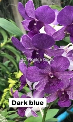 Deshiya Dendrobium with Net Pot