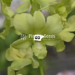 Deshiya Dendrobium with Net Pot