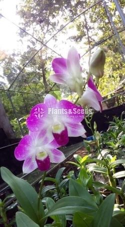 Deshiya Dendrobium with Net Pot