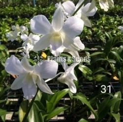 Deshiya Dendrobium with Net Pot