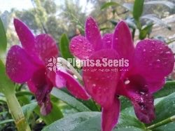 Dendrobium