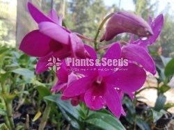 Dendrobium