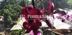 Dendrobium