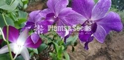Dendrobium