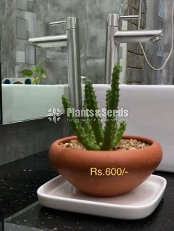 Indoor Plants 