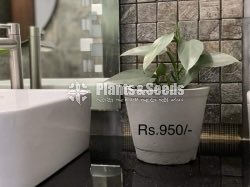 Indoor Plants 