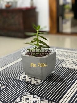 Indoor Plants 
