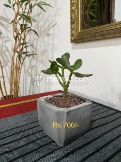 Indoor Plants 