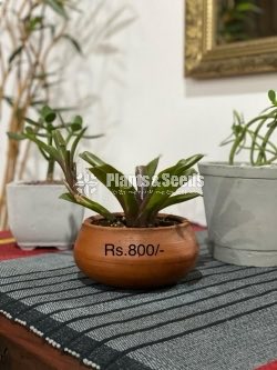 Indoor Plants 
