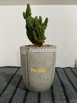 Indoor Plants 