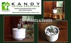 Cactus and Succulents plants