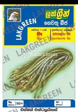 Vegetable Seeds Pack