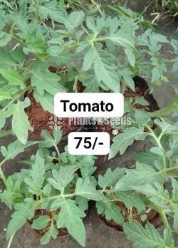 Vegetable Plants