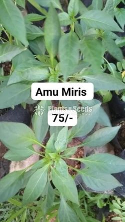 Vegetable Plants