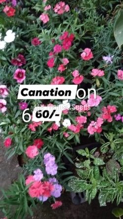 Canation