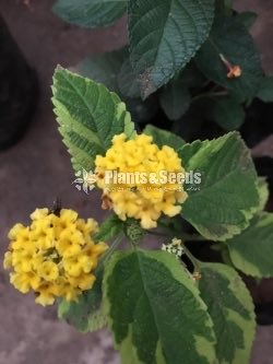 Colorful Lantana