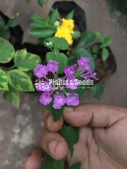 Colorful Lantana