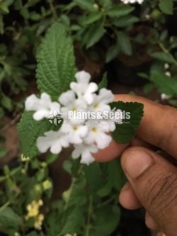 Colorful Lantana