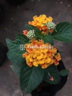 Colorful Lantana