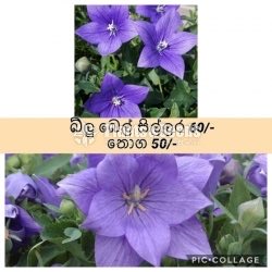 Blue Bel