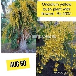 Oncidium Orchids(Yellow)