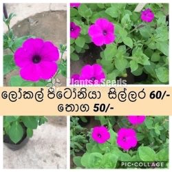 Local Pitonia