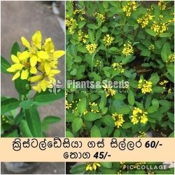 ක්‍රිස්ටල්ඩේසියා (Crystaldesiya)