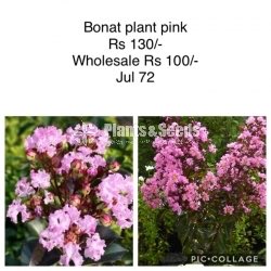 Bonat  Plants Pink