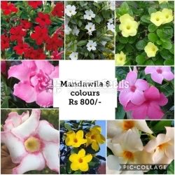 Mandawila Collection of 8