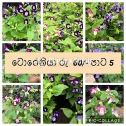 Torenia