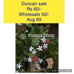 Duncan