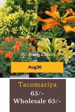 Tacomaariya