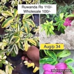 Ruwanda