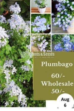 Plumbago
