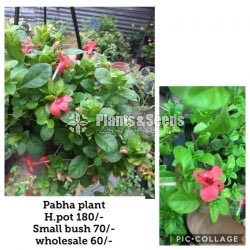 Pabha Plant