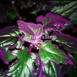 Purple Velvet, Purple Passion, Purple fuzz,Velvety leaves