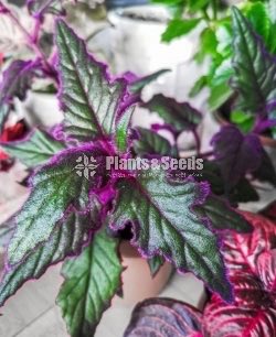 Purple Velvet, Purple Passion, Purple fuzz,Velvety leaves