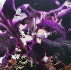 Purple Velvet, Purple Passion, Purple fuzz,Velvety leaves