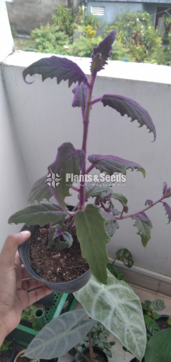 Purple Velvet, Purple Passion, Purple fuzz,Velvety leaves