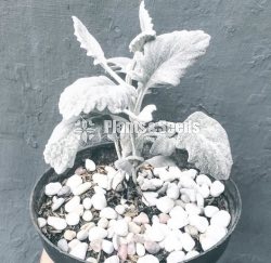 Silver Dust