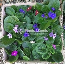 African Violet Begonia 
