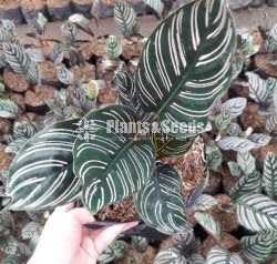  Calathea batik ☄️