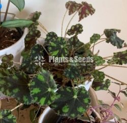 Eye lash Begonia 