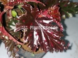 Angelwing Begonia