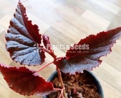 Angelwing Begonia