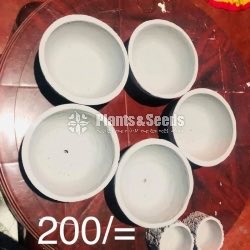 Cement Pots designs for SucculentsCactus & Bonsai 