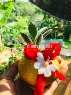 Gift Plants-Cactus