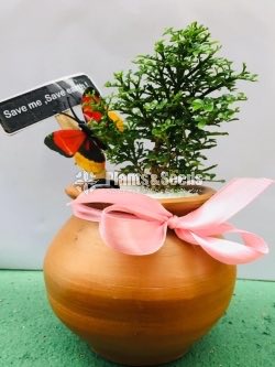ඇක්ටේරියා(Akteria)-Gift Plant